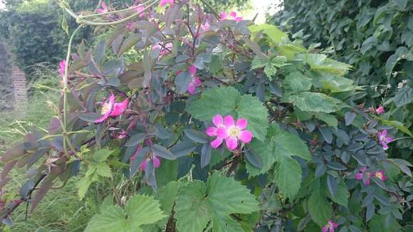 Plancia ëd Rosa glauca Pourret