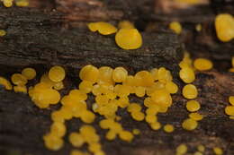 Image of Yellow fairy cup