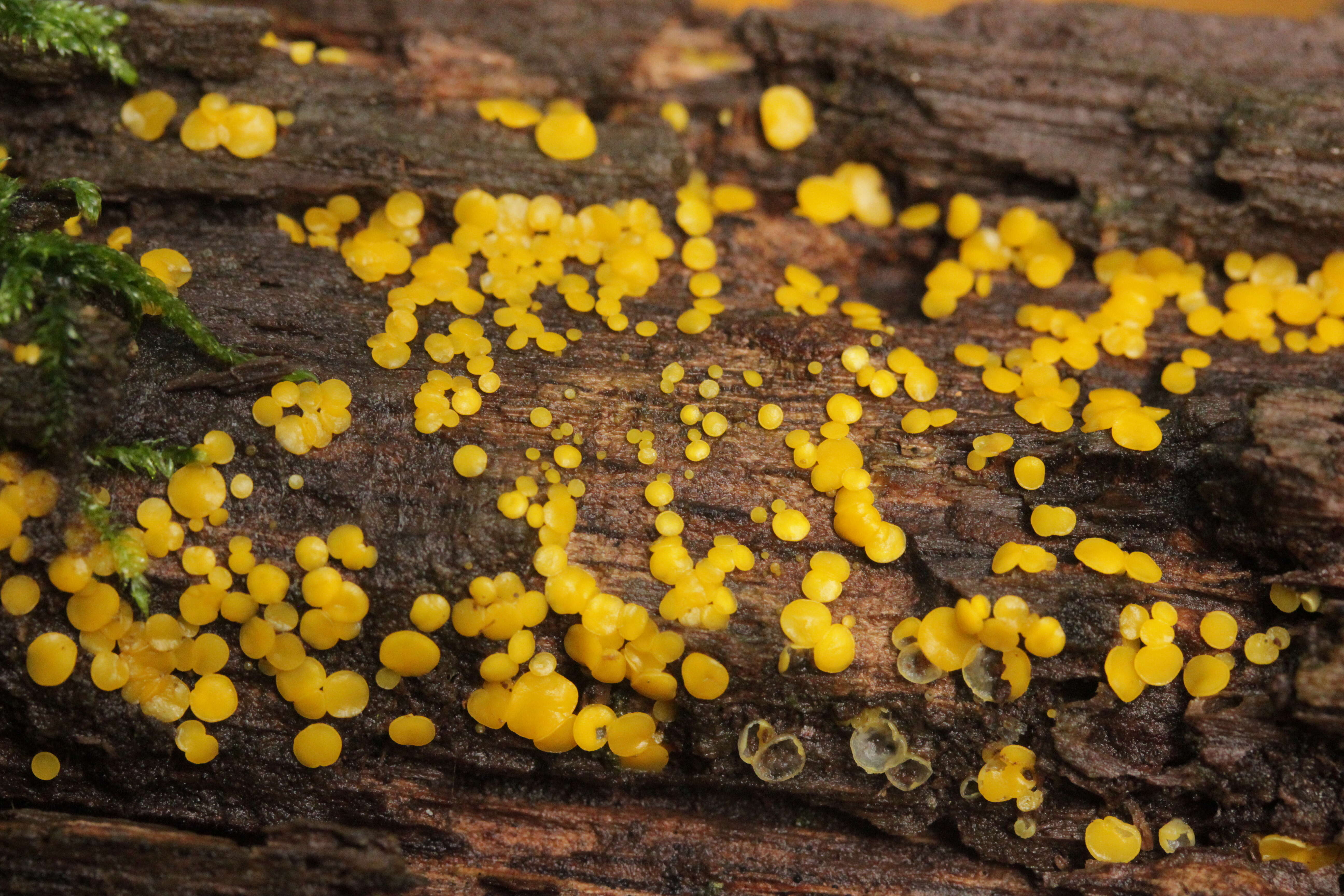 Image of Yellow fairy cup