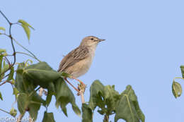 Image of Madagascan Cisticola