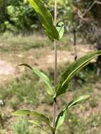 Слика од Penstemon arkansanus Pennell