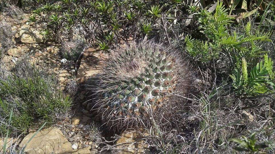 Image of Mammillaria melanocentra Poselg.