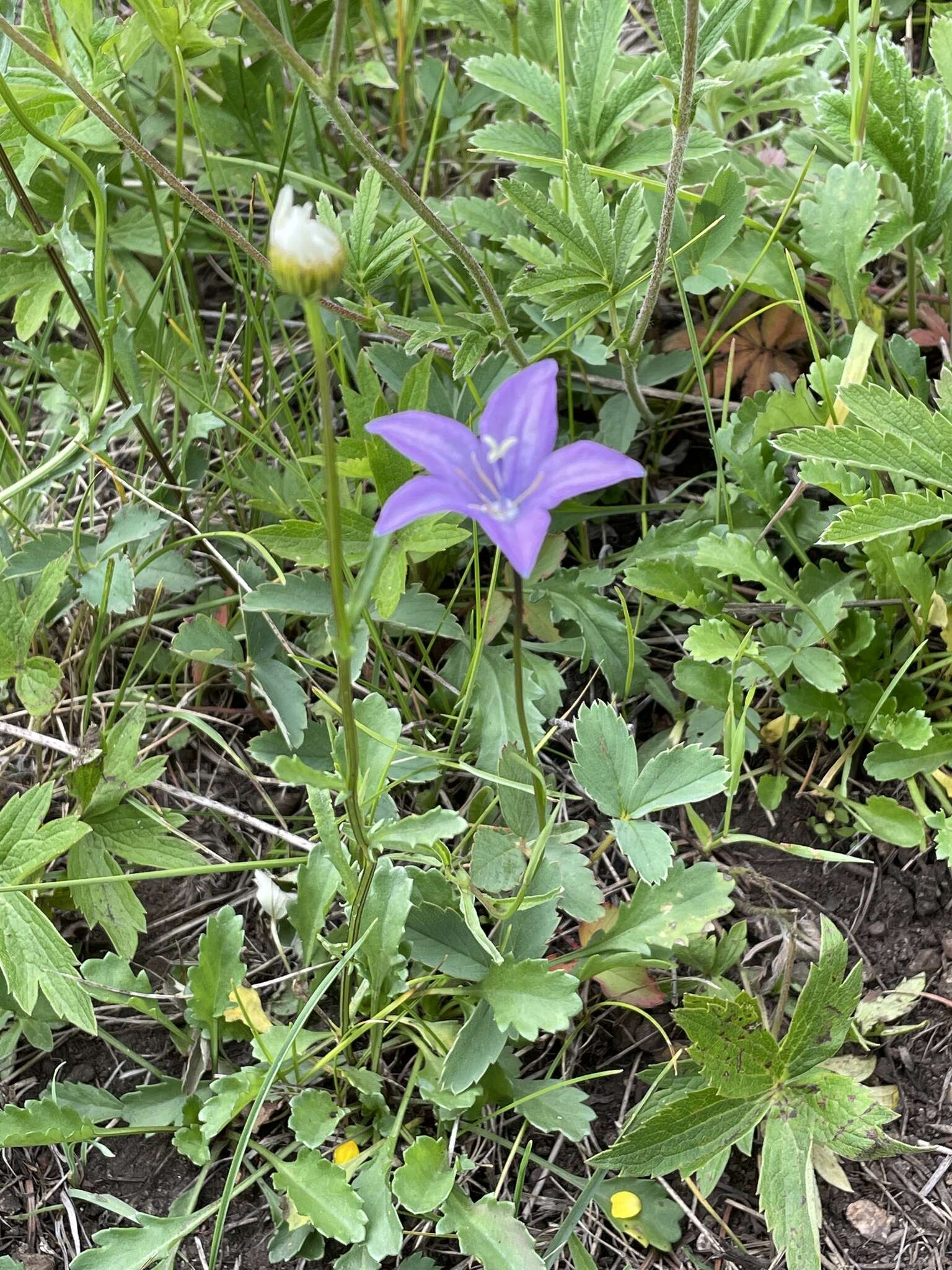 Image of Parry's bellflower