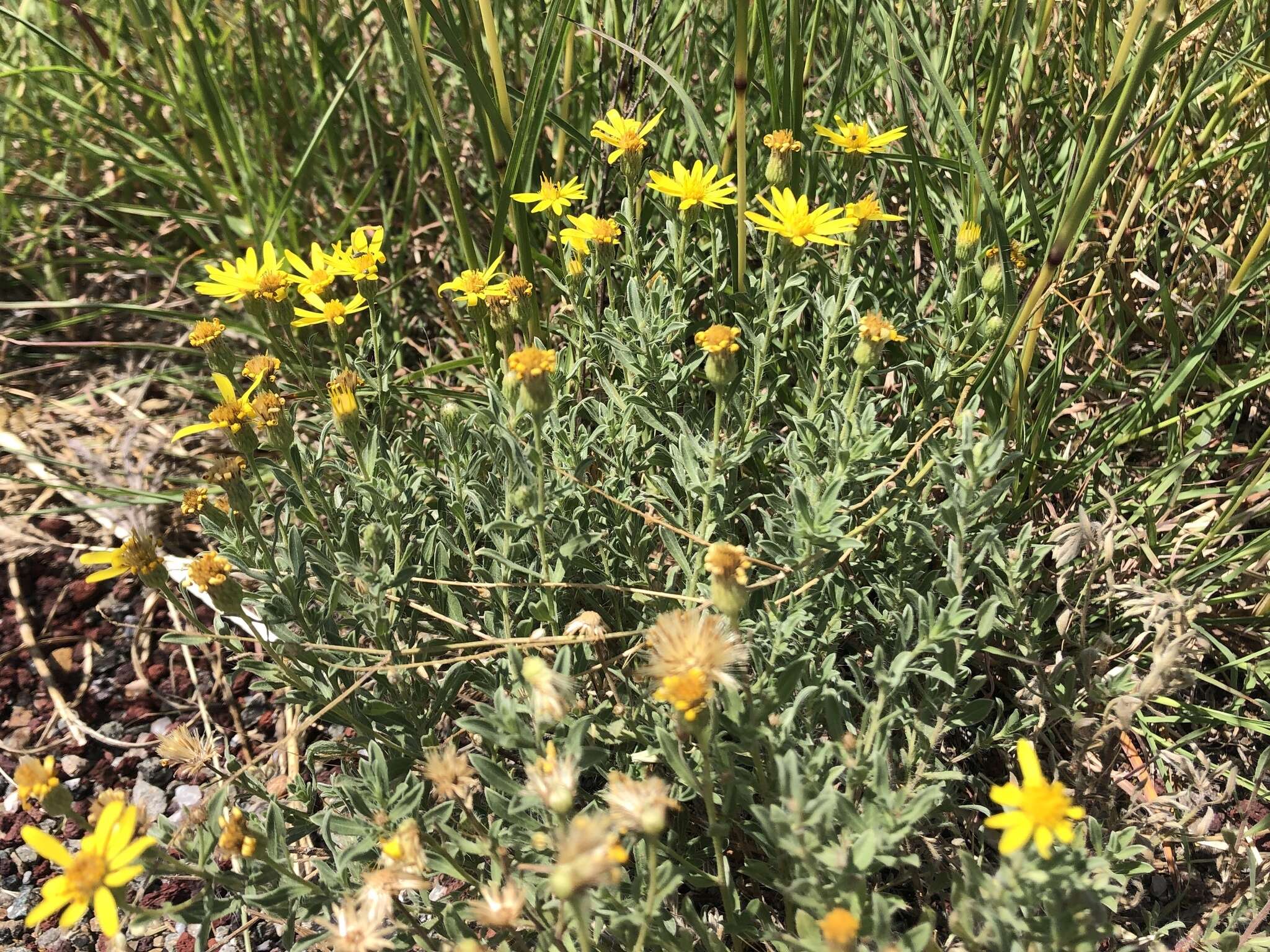 Слика од <i>Heterotheca pedunculata</i>