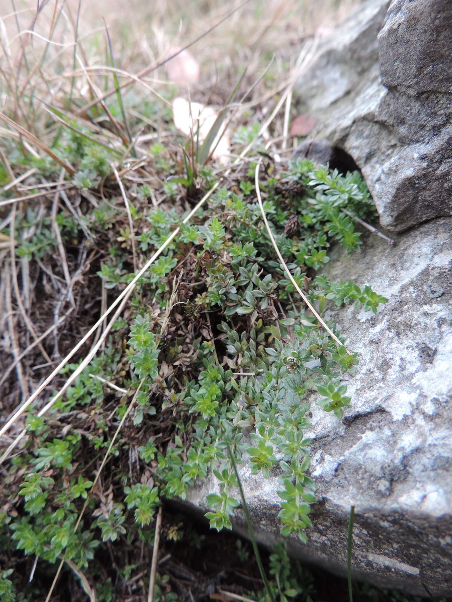 Image of heath bedstraw