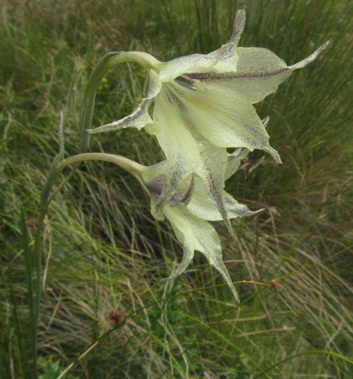 Imagem de Gladiolus longicollis subsp. longicollis