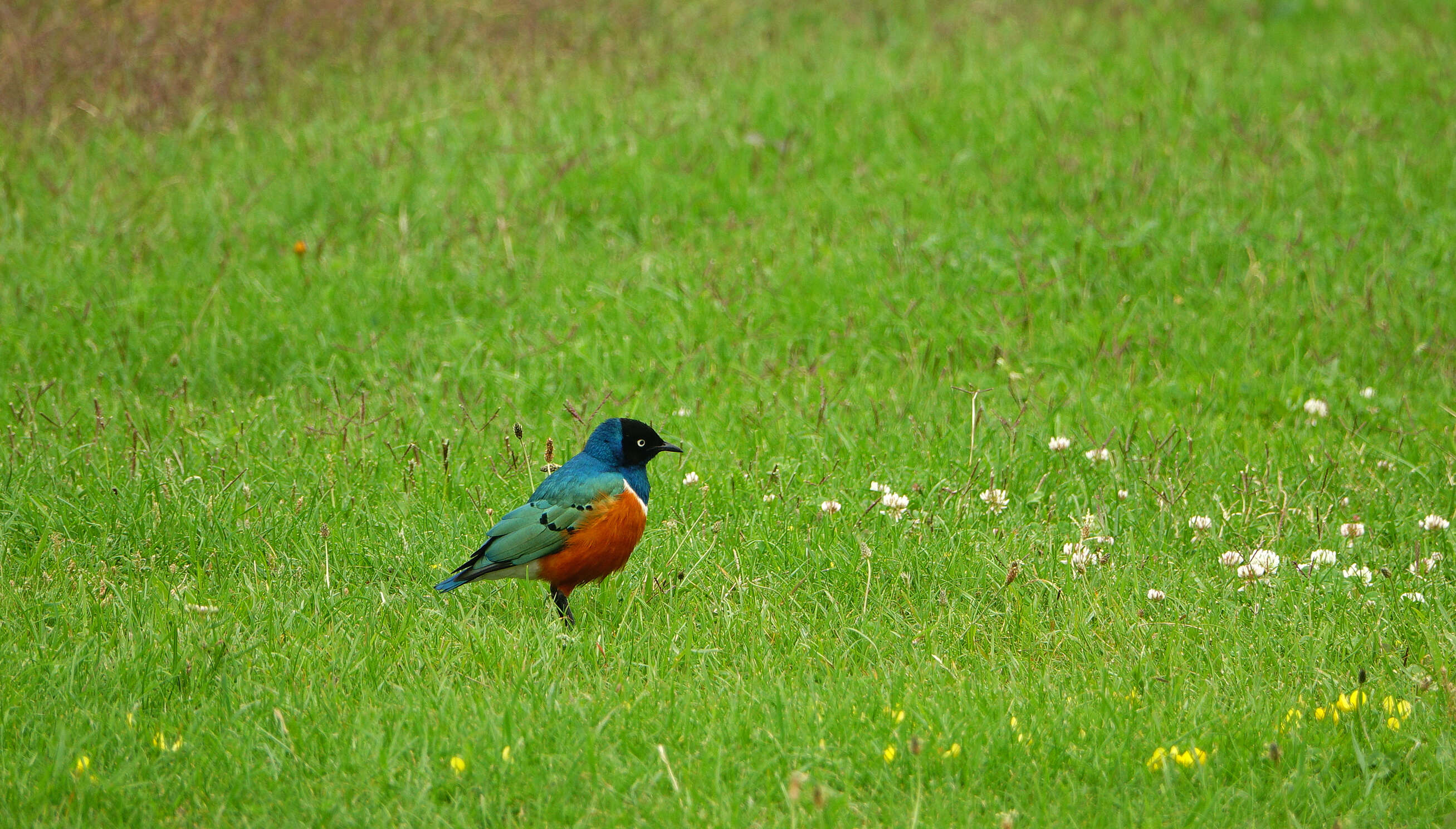 Image of Superb Starling