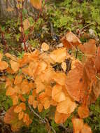 Smilax herbacea L. resmi