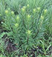 Image of Solidago speciosa subsp. speciosa