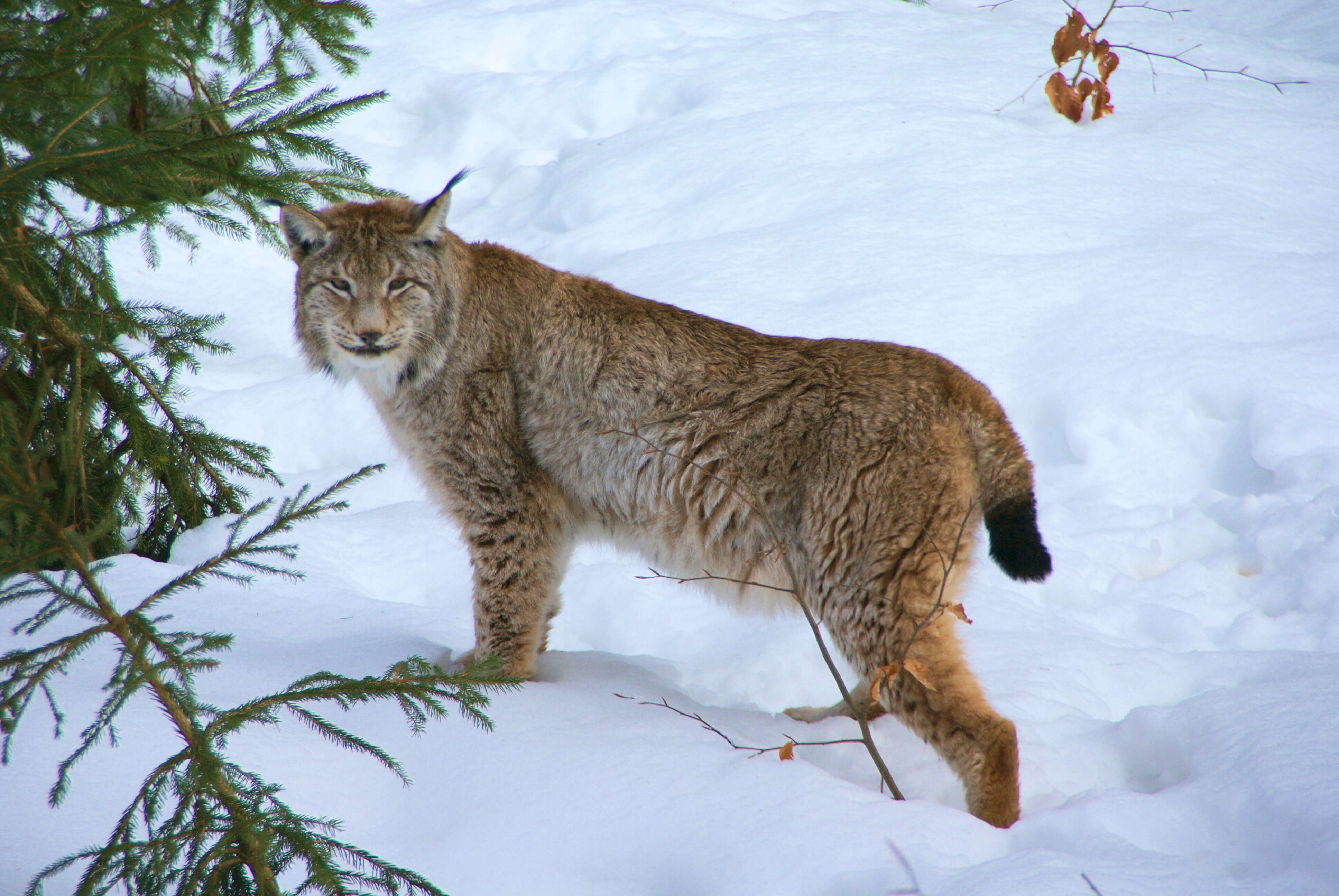 Image of Eurasian lynx