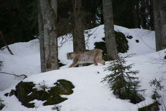 Image of Eurasian lynx