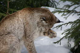 Image of Eurasian lynx