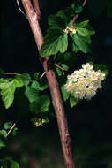 Image of common ninebark