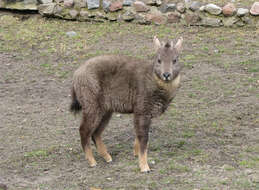 صورة Naemorhedus caudatus (Milne-Edwards 1867)