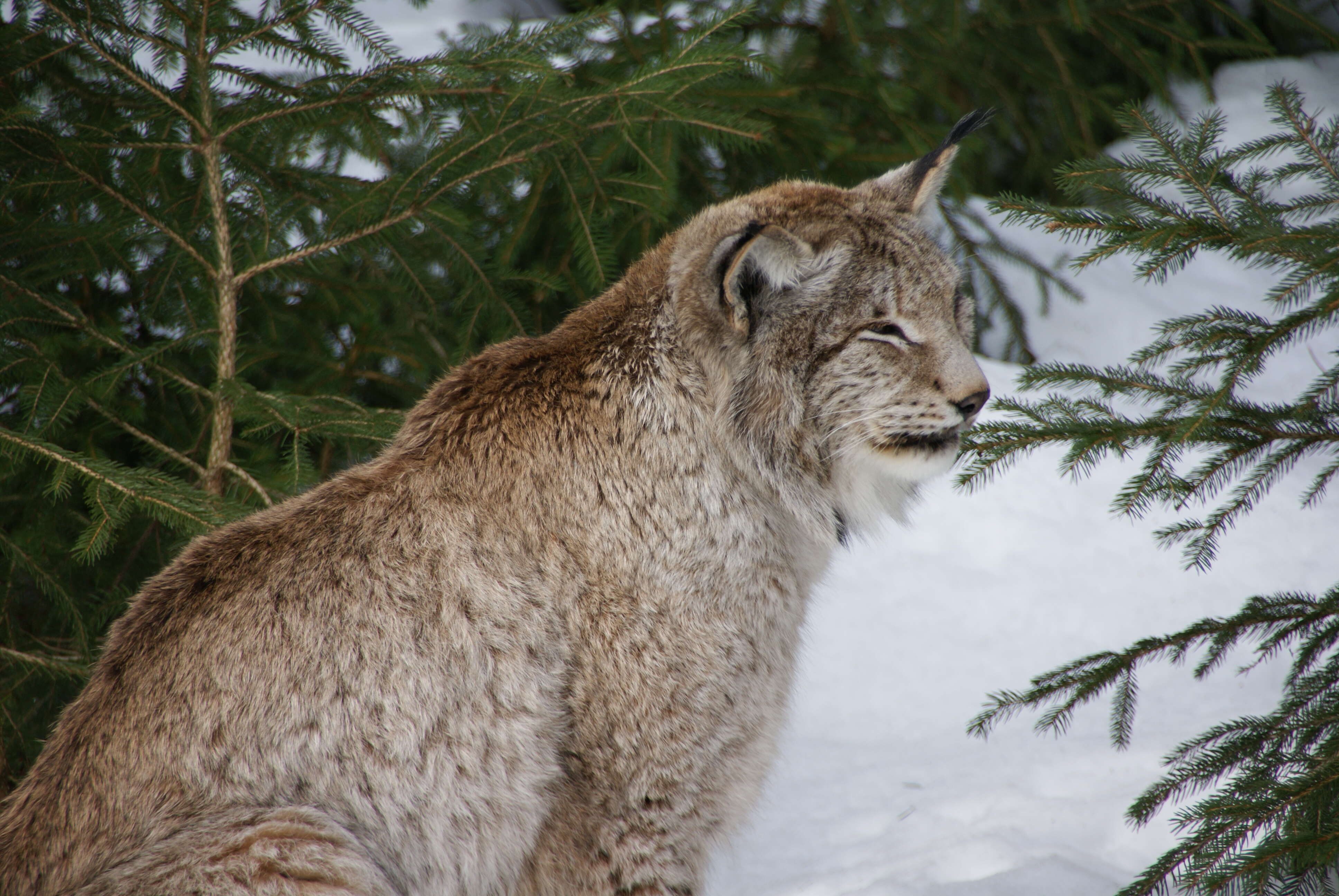 Image of Eurasian lynx