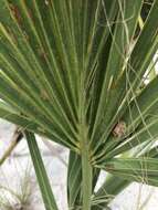 Image of scrub palmetto