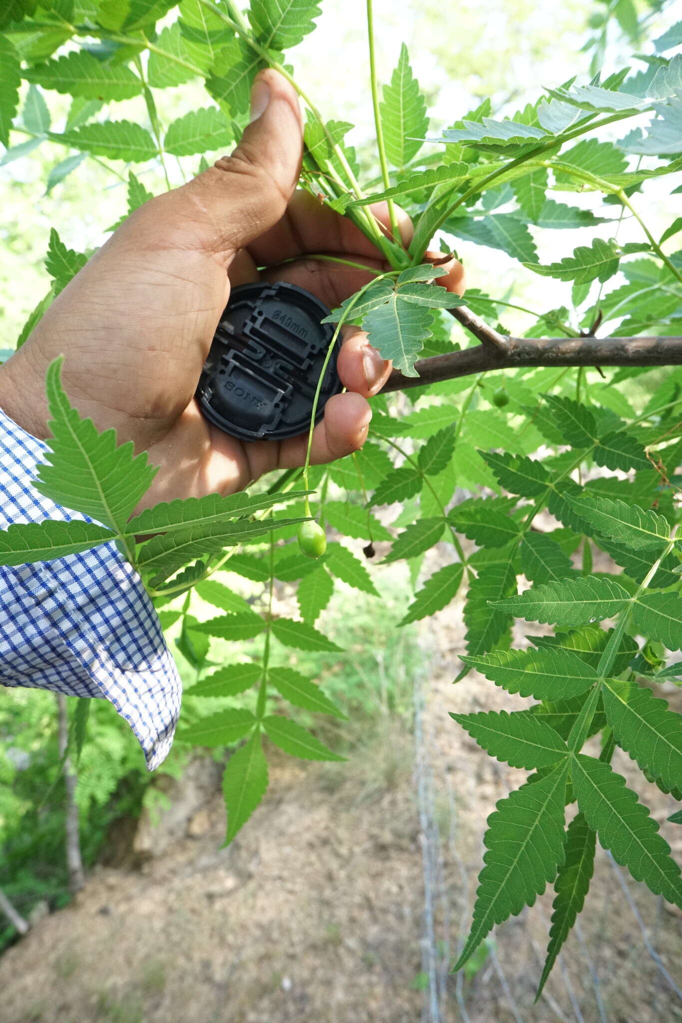 Image of Bursera penicillata (Sesse & Moc.) Engl.