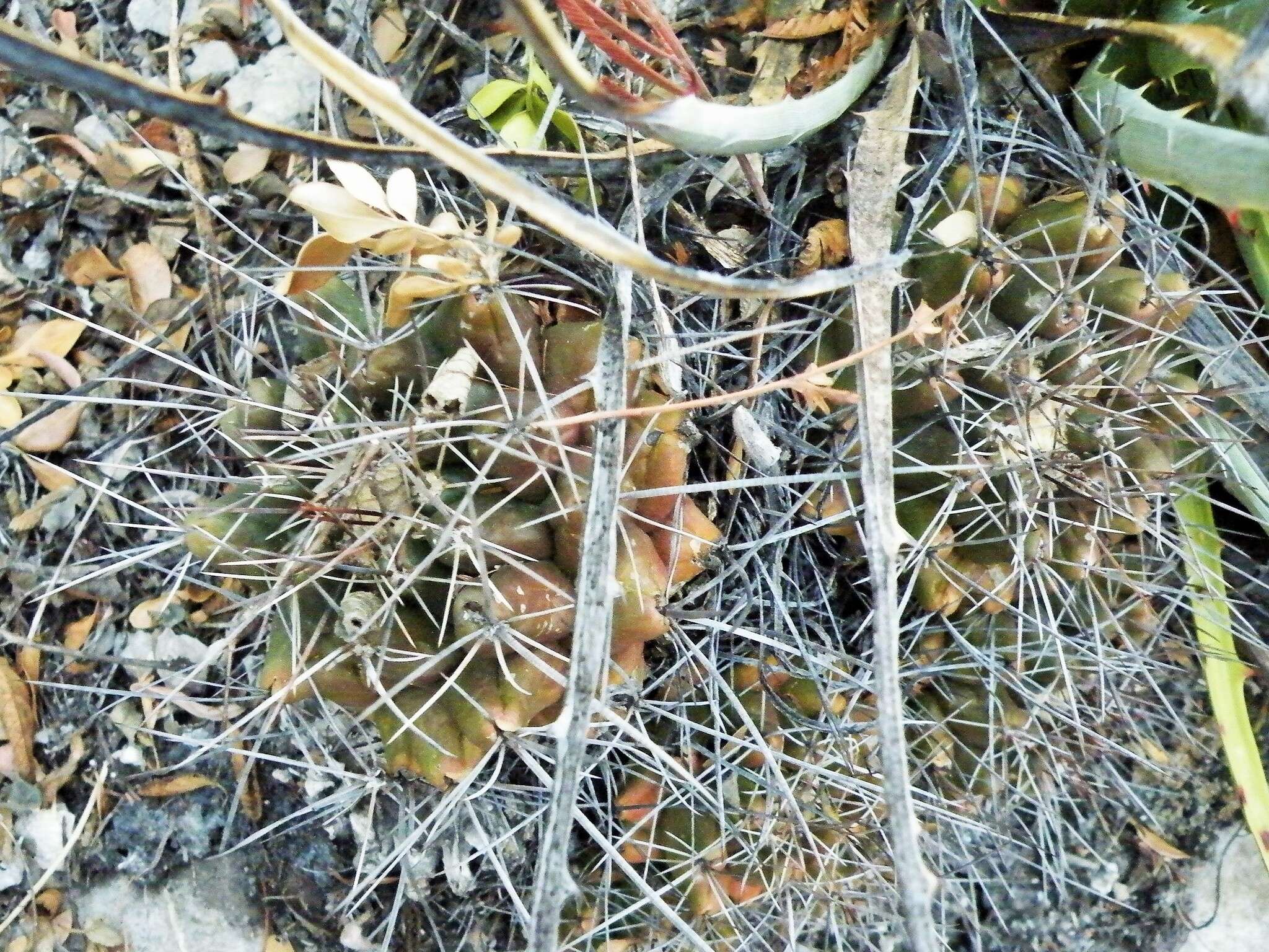 Image of Thelocactus conothelos subsp. flavus
