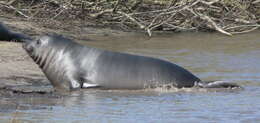 Image of Northern Elephant Seal