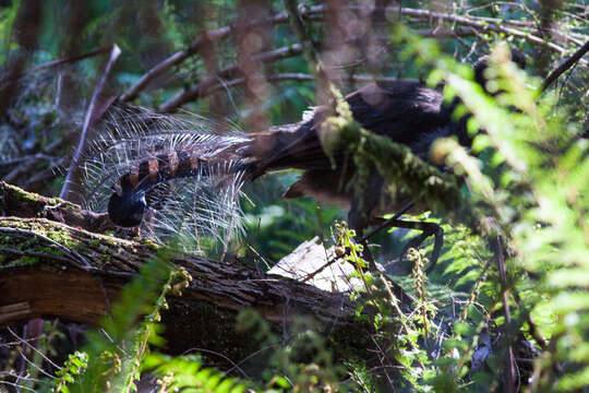 Image of lyrebirds