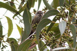 Image of Striated Thornbill