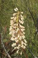 Image of Acrolophia lunata (Schltr.) Schltr. & Bolus