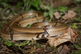 Image of Ornate Kukri Snake