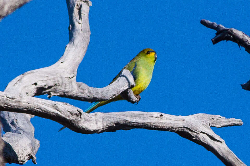 Image of Blue-winged Parrot