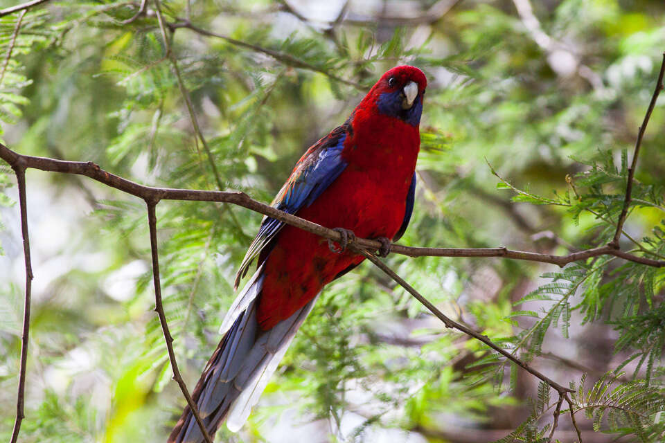 Image of Crimson Rosella