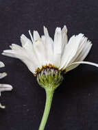 Image of Tanacetum corymbosum subsp. subcorymbosum (Schur) Pawl.