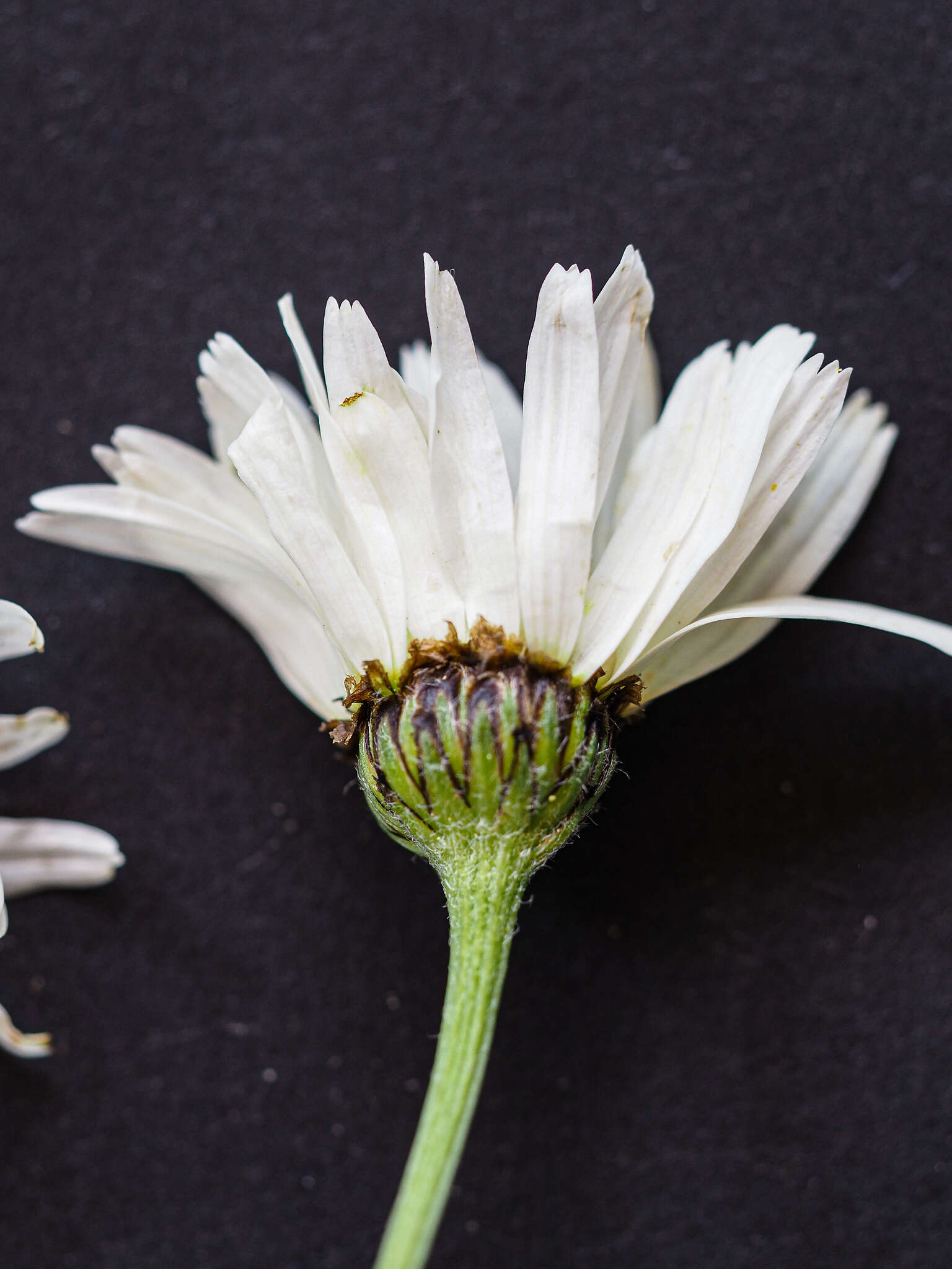 Image of Tanacetum corymbosum subsp. subcorymbosum (Schur) Pawl.