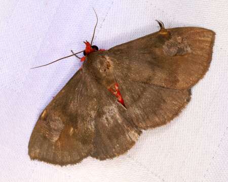 Image of Calesia dasyptera Kollar 1844