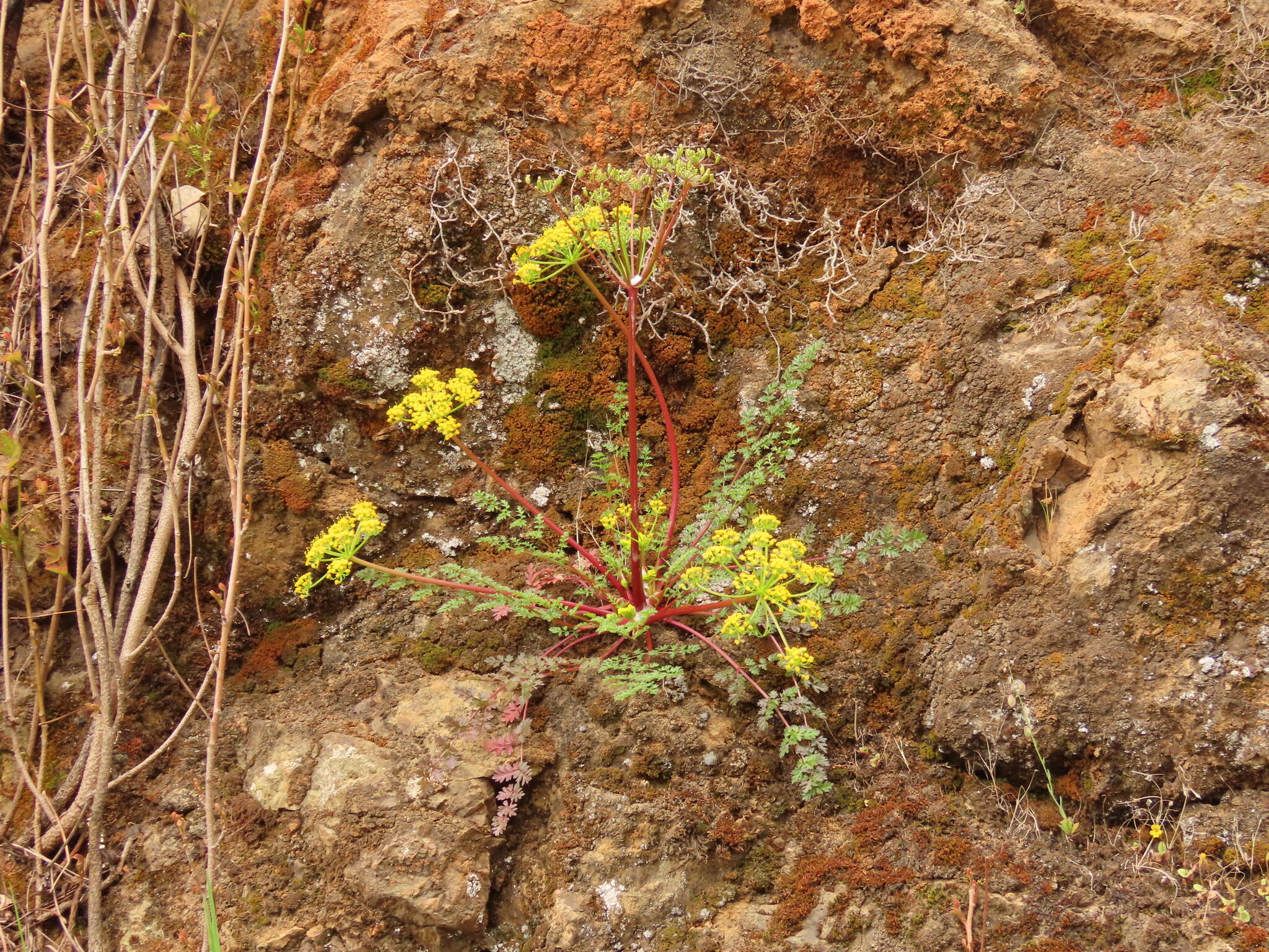 Lomatium hallii (S. Wats.) Coult. & Rose resmi