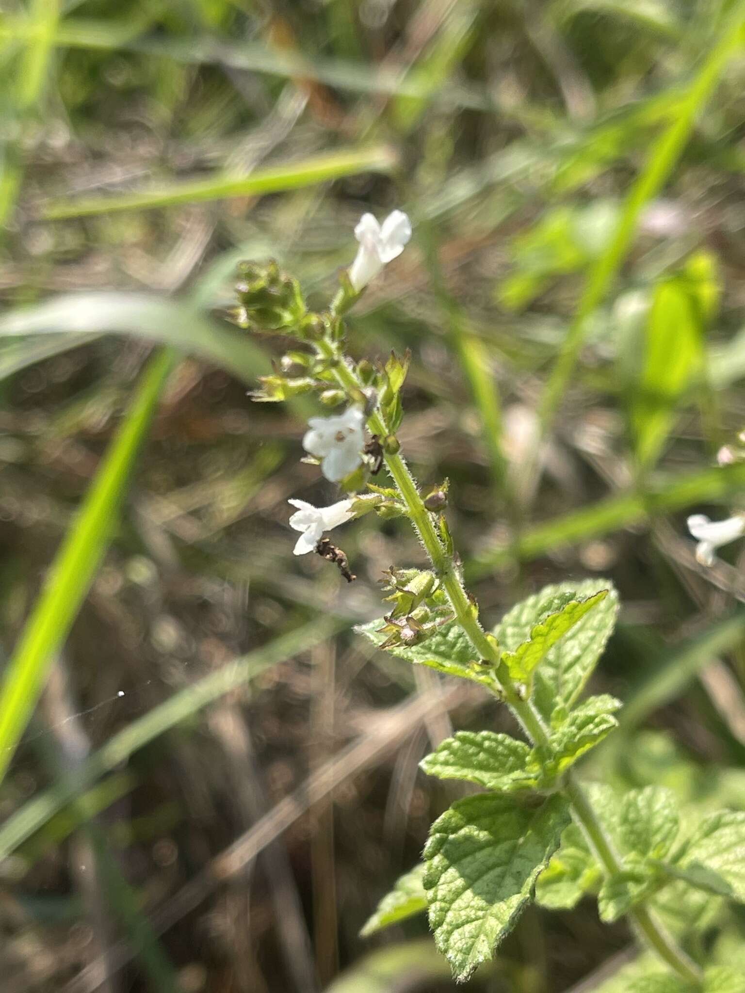 Imagem de Endostemon obtusifolius (E. Mey.) N. E. Br.