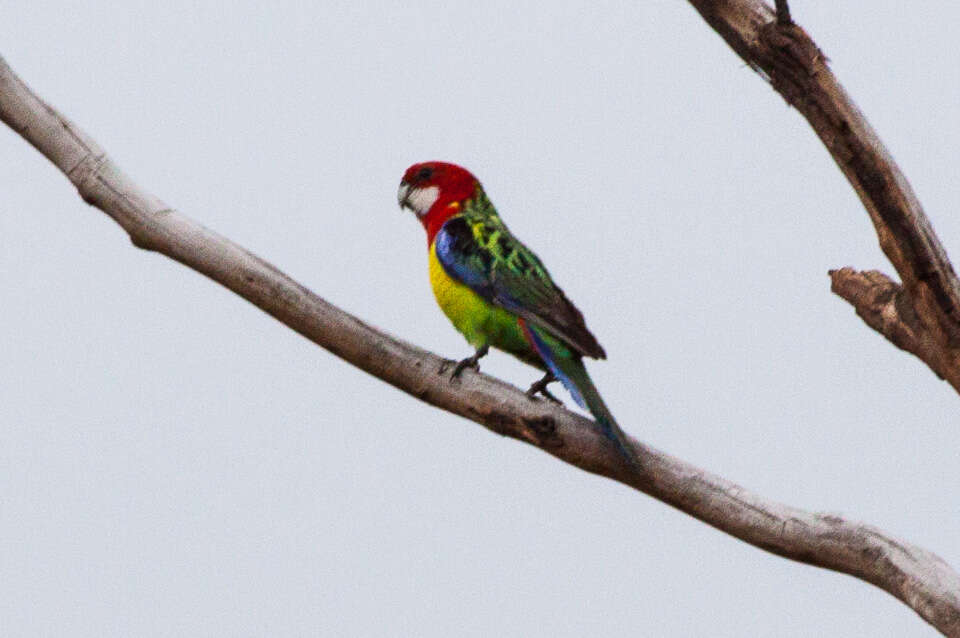 Image of Eastern Rosella