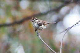 Image of Speckled Warbler