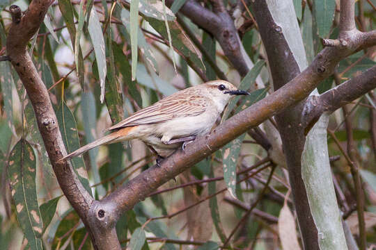 Image of Rufous Songlark