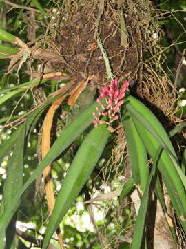 Image of Rodriguezia carnea Lindl.