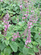 Stachys bullata Benth. resmi