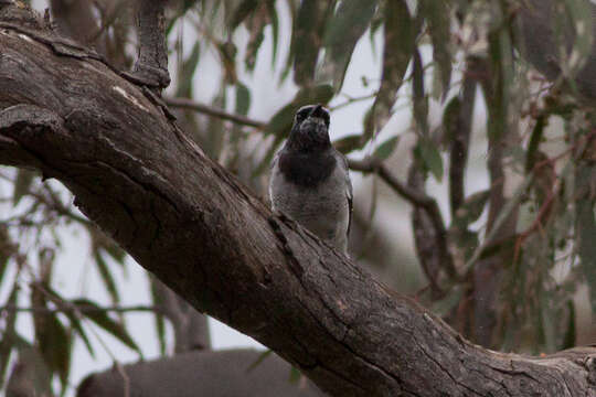 Image of Black-faced Cuckoo-shrike