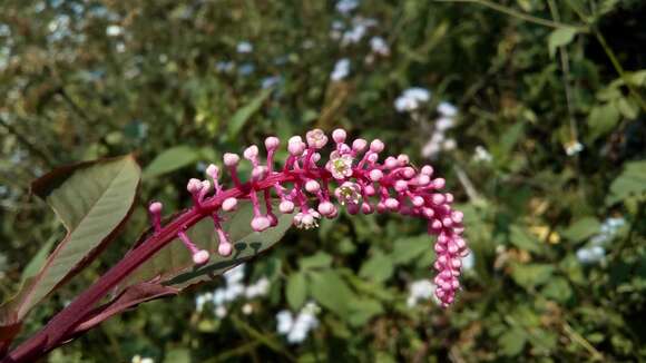 Image of Venezuelan pokeweed