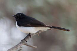 Image of Willie Wagtail