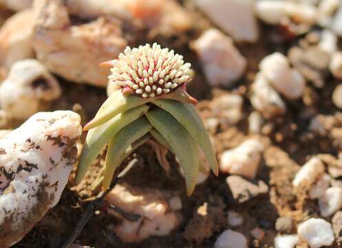 Image of Crassula congesta N. E. Br.