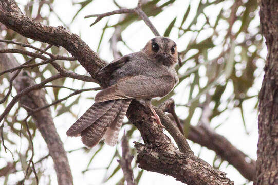 Image of Australian Owlet-Nightjar