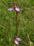 Image of Magenta autumn orchid