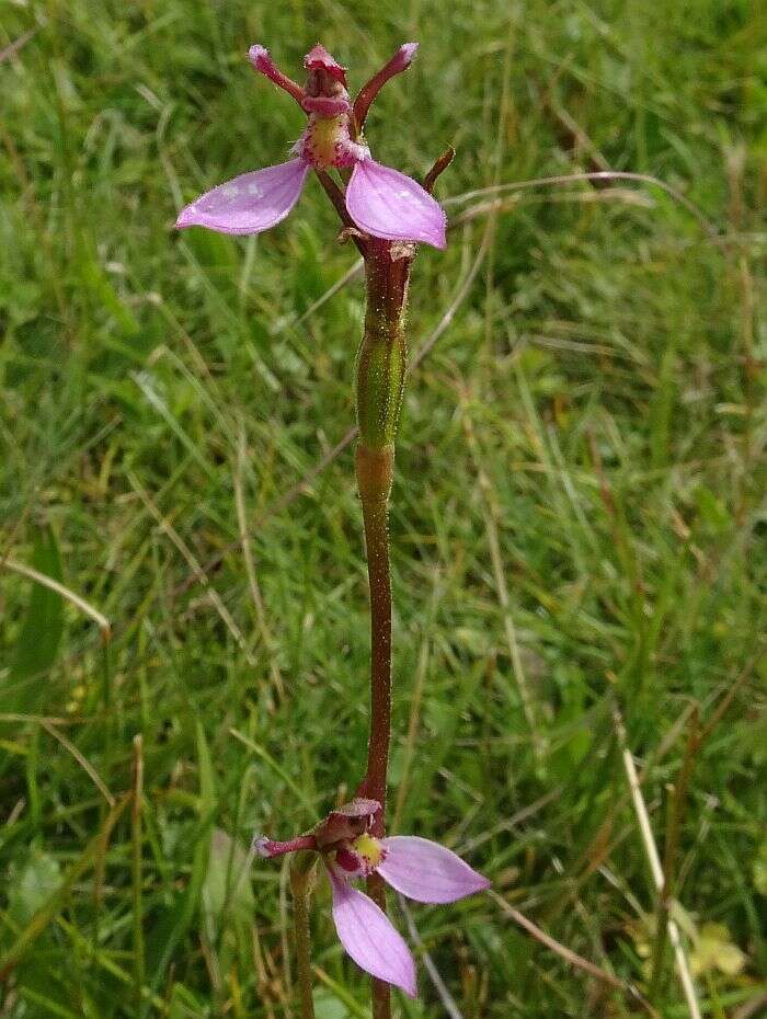 Eriochilus magenteus D. L. Jones的圖片