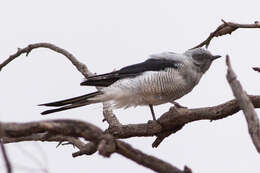 Image of Ground Cuckoo-shrike