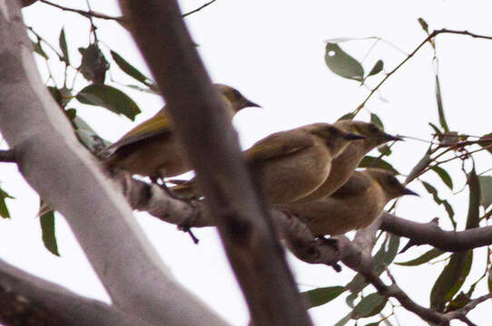 Imagem de Ptilotula fusca (Gould 1837)