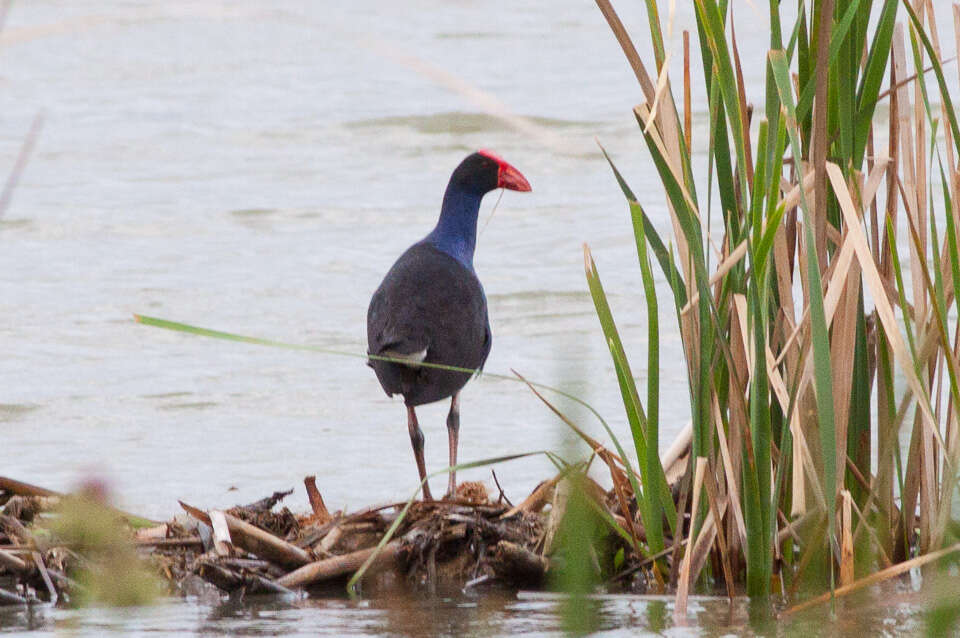 Image of Australasian Swamphen