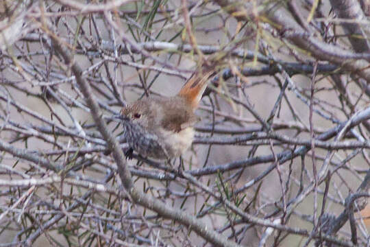 Image of Inland Thornbill